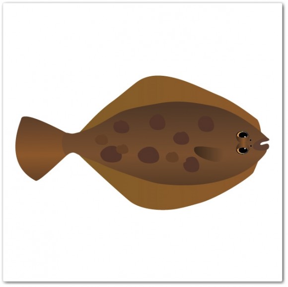 ひらめ