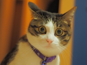 びっくり