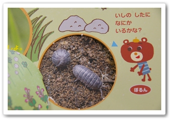 幼児ポピーあかどり